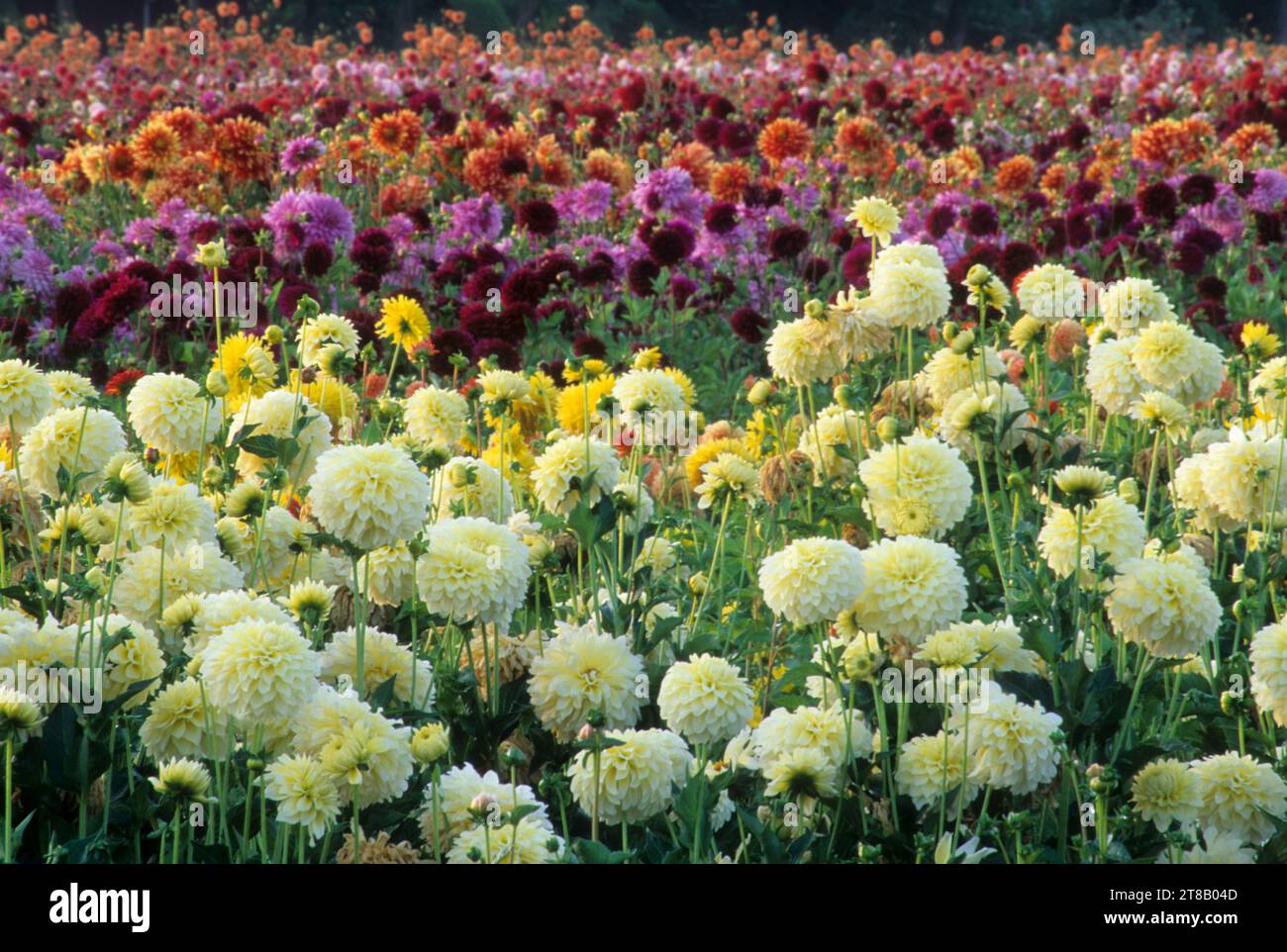 Dahlia field, Swan Island Dahlias, Canby, Oregon Stock Photo Alamy