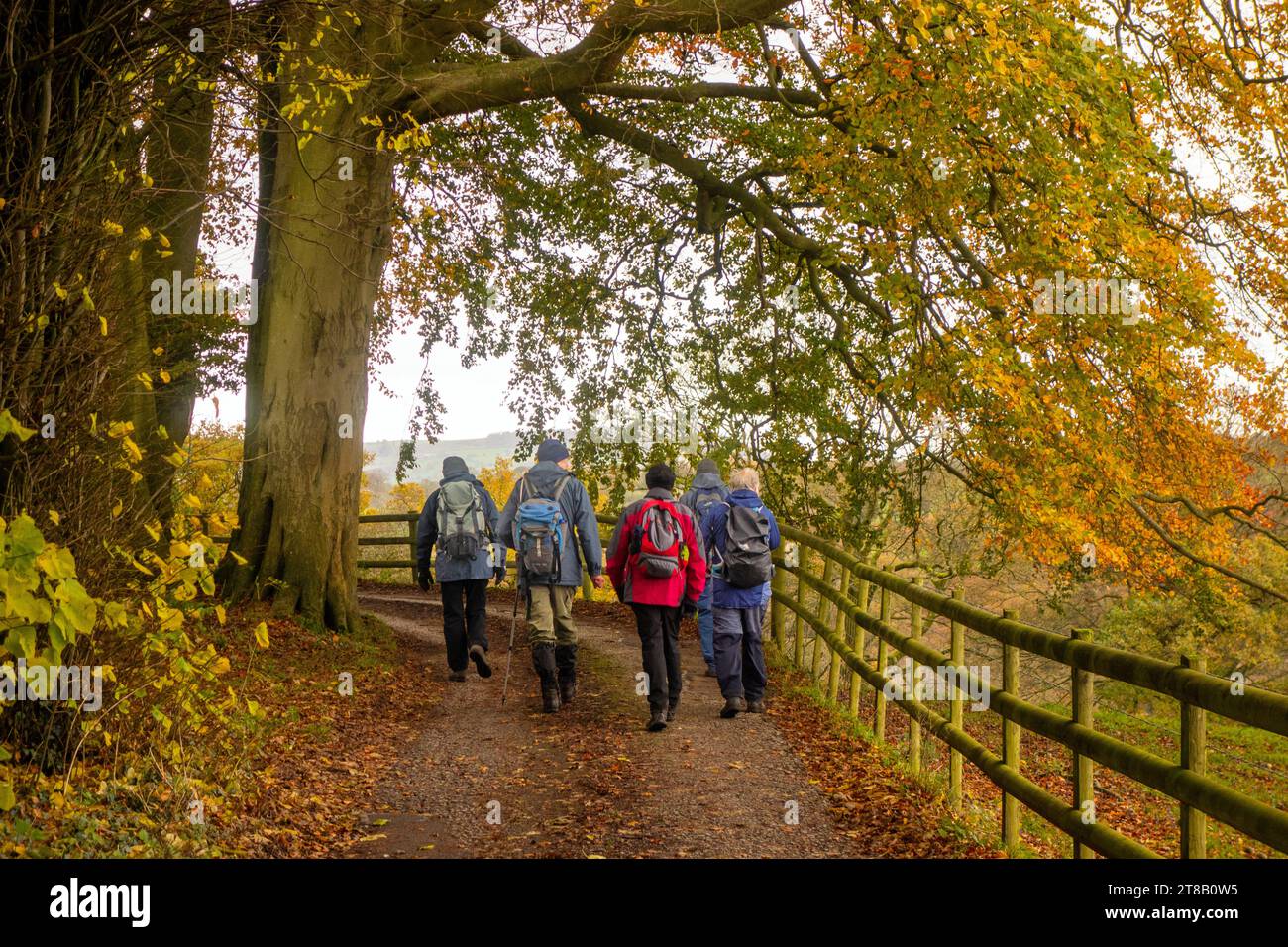 U3A elderly pensioners  walking group walking in the English Peak District at Wincle in Cheshire during Autumn with Autumn colours in the trees Stock Photo