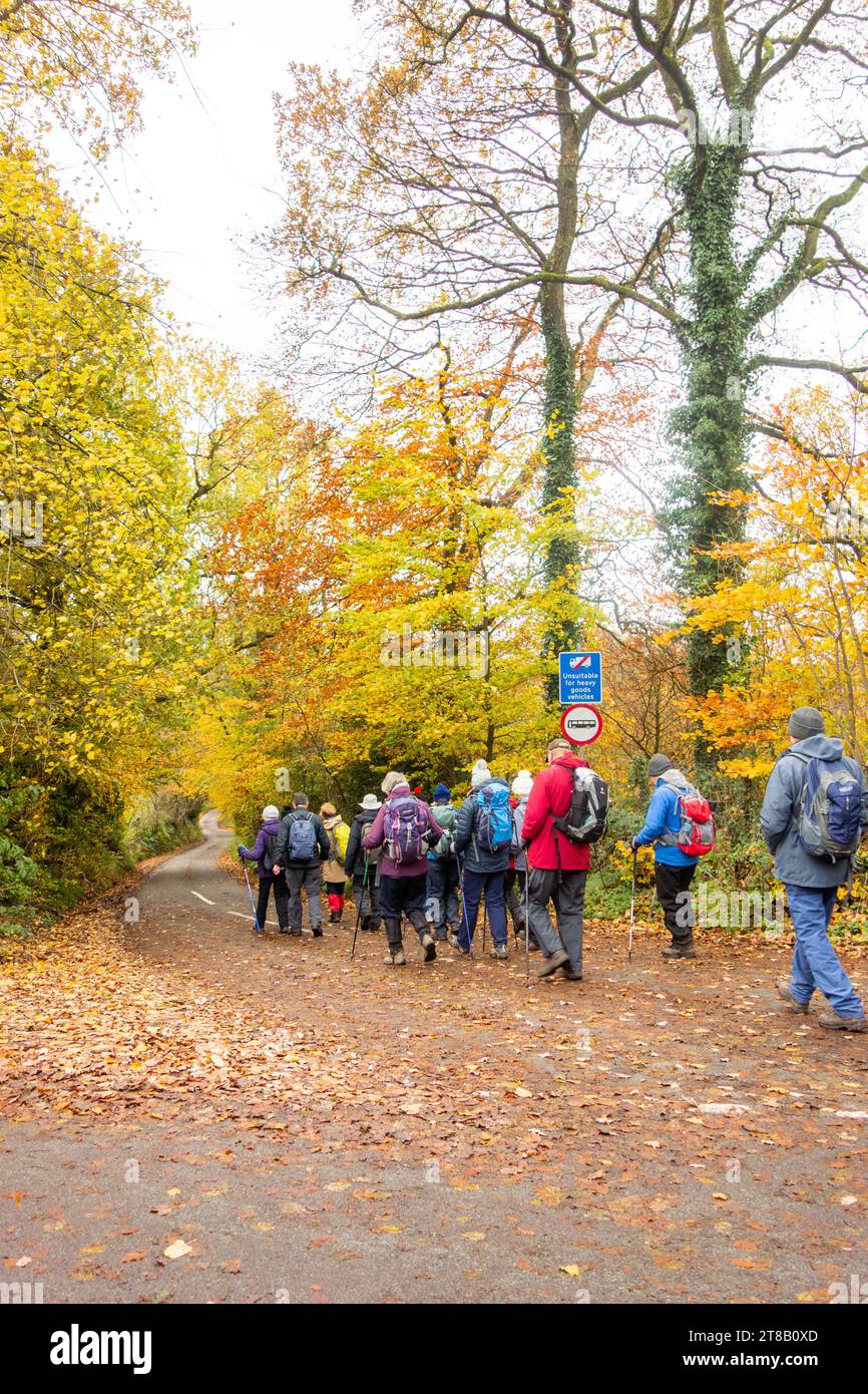 U3A elderly pensioners  walking group walking in the English Peak District at Wincle in Cheshire during Autumn with Autumn colours in the trees Stock Photo
