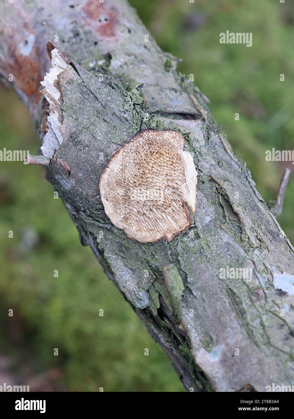 Dichomitus campestris, also called Polyporus campestris, commonly known as Hazel porecrust, wild bracket fungus from Finland Stock Photo