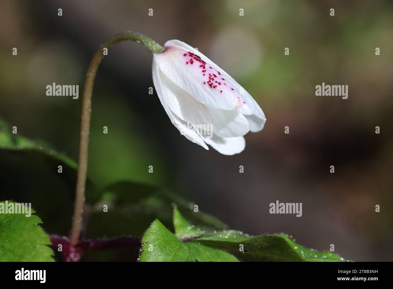 Synchytrium anemones, a fungal plant pathogen affecting wood anemone, spring fungus from Finland Stock Photo