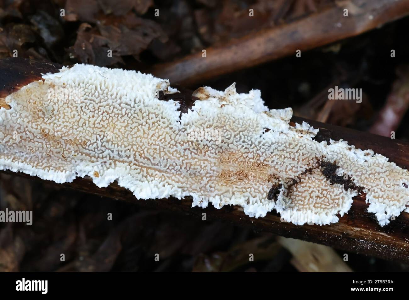 Ceriporia reticulata, a crust fungus from Finland, no common English name Stock Photo