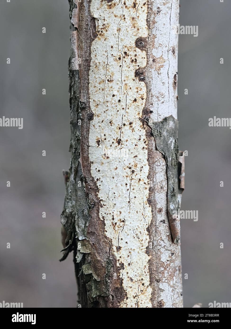Vuilleminia coryli, a crust fungus growing on hazel in Finland, no common English name Stock Photo