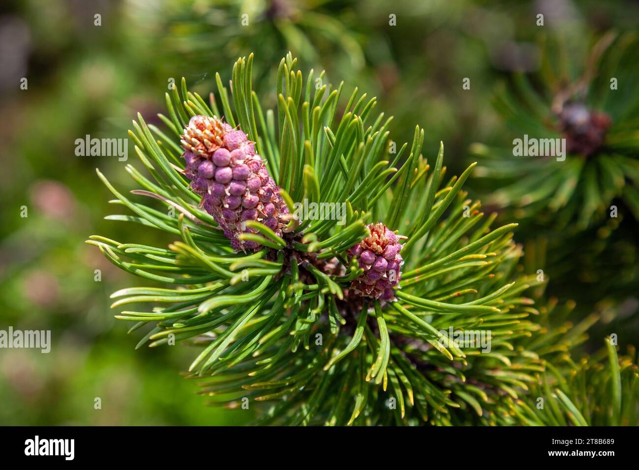 pine flower, flowers of the mountains, Pinus sylvestris Stock Photo