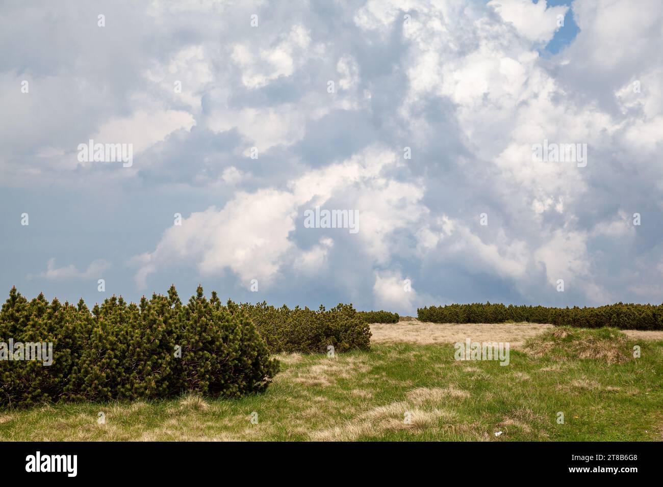 mountain scenery, mountain landscape, Pinus mugo, Giant Mountains Stock Photo