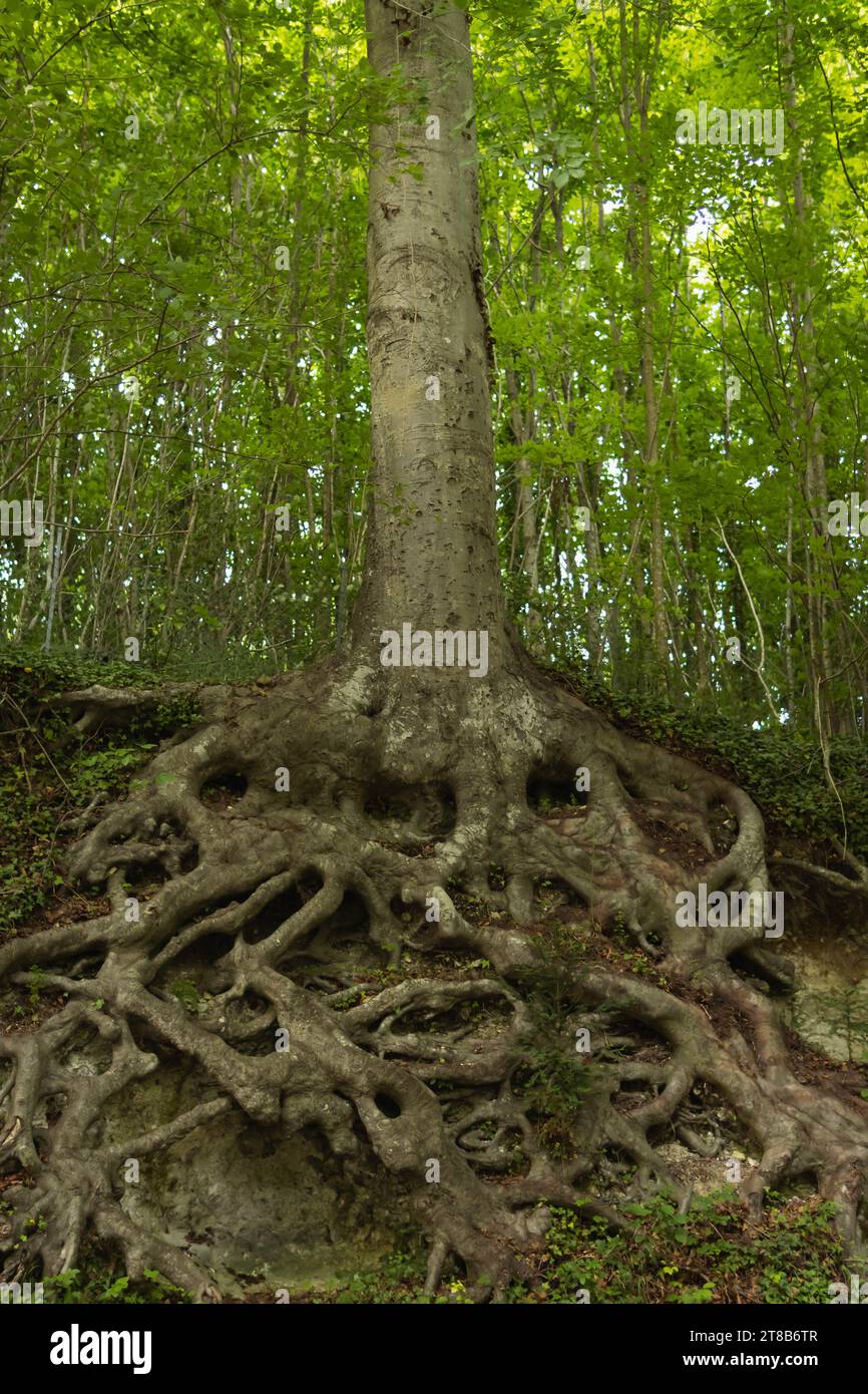 Tree With 4 Roots perennial tree in the forest with large roots in the ground around ...