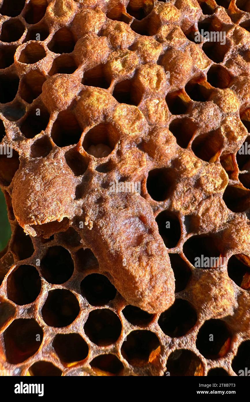 16.09.2023, Neuenhagen, Brandenburg, GER - Nachschaffungszelle und Zellen mit Drohnenbrut auf einer Bienenwabe. aussen, Aussenaufnahme, Bienenbrut, Bienenkunde, Bienenstaat, Bienenstock, Bienenvolk, Bienenwaben, Bienenzucht, Biologie, Brandenburg, Brut, Brutwaben, Brutzellen, buckelbruetig, Buckelbrut, deutsch, Deutschland, Drohnen, drohnenbruetig, Drohnenbrut, Europa, europaeisch, HF, Hochformat, Nachschaffung, Nachschaffungszelle, Natur, Neuenhagen, niemand, Schwarmzelle, verdeckelt, Waben, Wabenzellen, weisellos, Weisellosigkeit, Weiselzelle, Westeuropa, Zellen 230916D827NEUENHAGEN.JPG *** Stock Photo