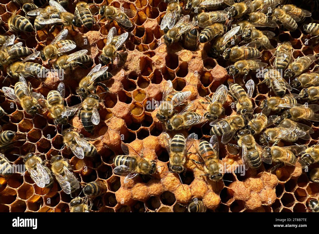 16.09.2023, Neuenhagen, Brandenburg, GER - Honigbienen auf einer Wabe mit Brutzellen. Agrarwirtschaft, Apis, Apis mellifera, Arbeitsbienen, aussen, Aussenaufnahme, Bienenkunde, Bienenlarven, Bienenstaat, Bienenvolk, Bienenwabe, Bienenzucht, Biologie, Brandenburg, Brut, Brutpflege, Brutwabe, Brutzellen, deutsch, Deutschland, Draufsicht, Europa, europaeisch, Fauna, Fluginsekten, Honigbienen, Insekten, Jahreszeit, Larven, Natur, Neuenhagen, niemand, QF, Querformat, Sommer, Stockbienen, Tiere, verdeckelt, Vogelperspektive, Wabe, Westeuropa, Wirtschaft, Zellen 230916D820NEUENHAGEN.JPG *** 16 09 202 Stock Photo