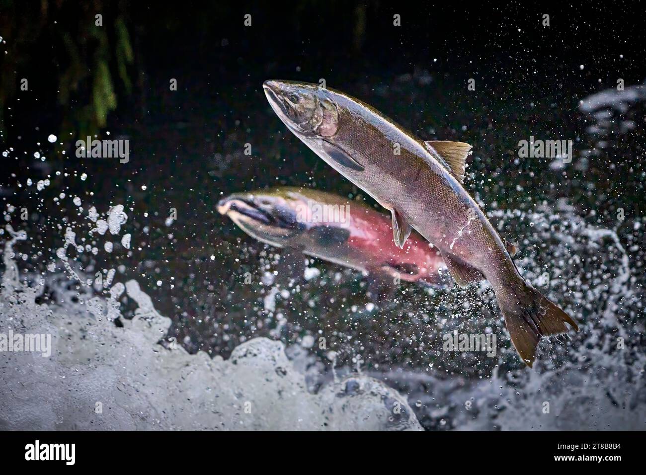 Migrating Coho salmon (Oncorhynchus kisutch) jump up a waterfall on