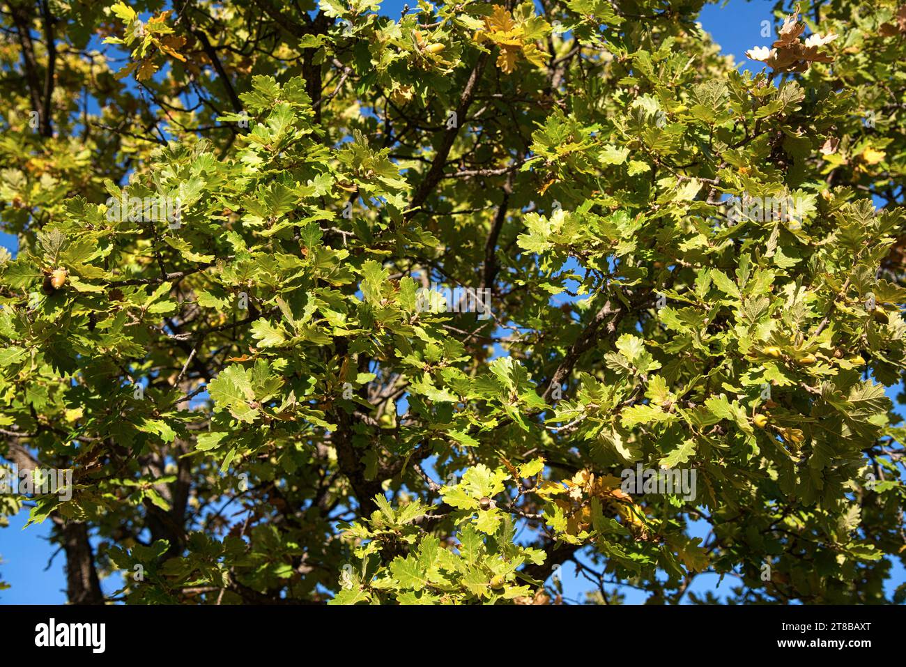 feuilles de Chêne du Portugal (Quercus faginea) eclairées par un soleil d'automne dans les collines de provence Stock Photo