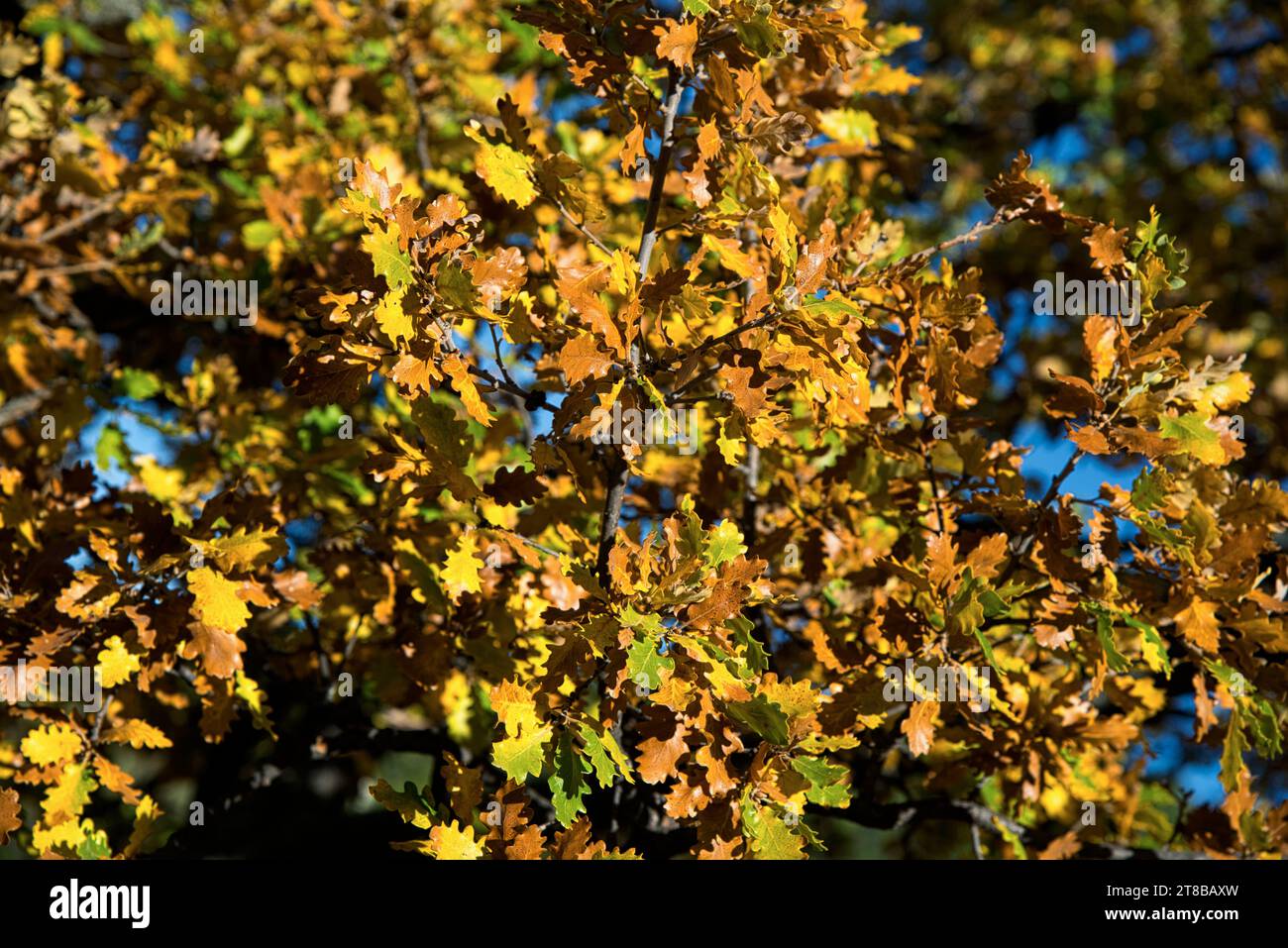 feuilles de Chêne du Portugal (Quercus faginea) eclairées par un soleil d'automne dans les collines de provence Stock Photo