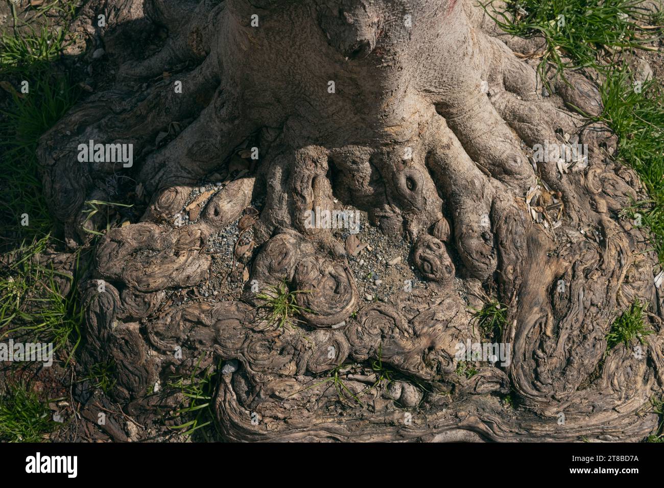 the root of large perennial tree with a beautiful pattern, background Stock Photo