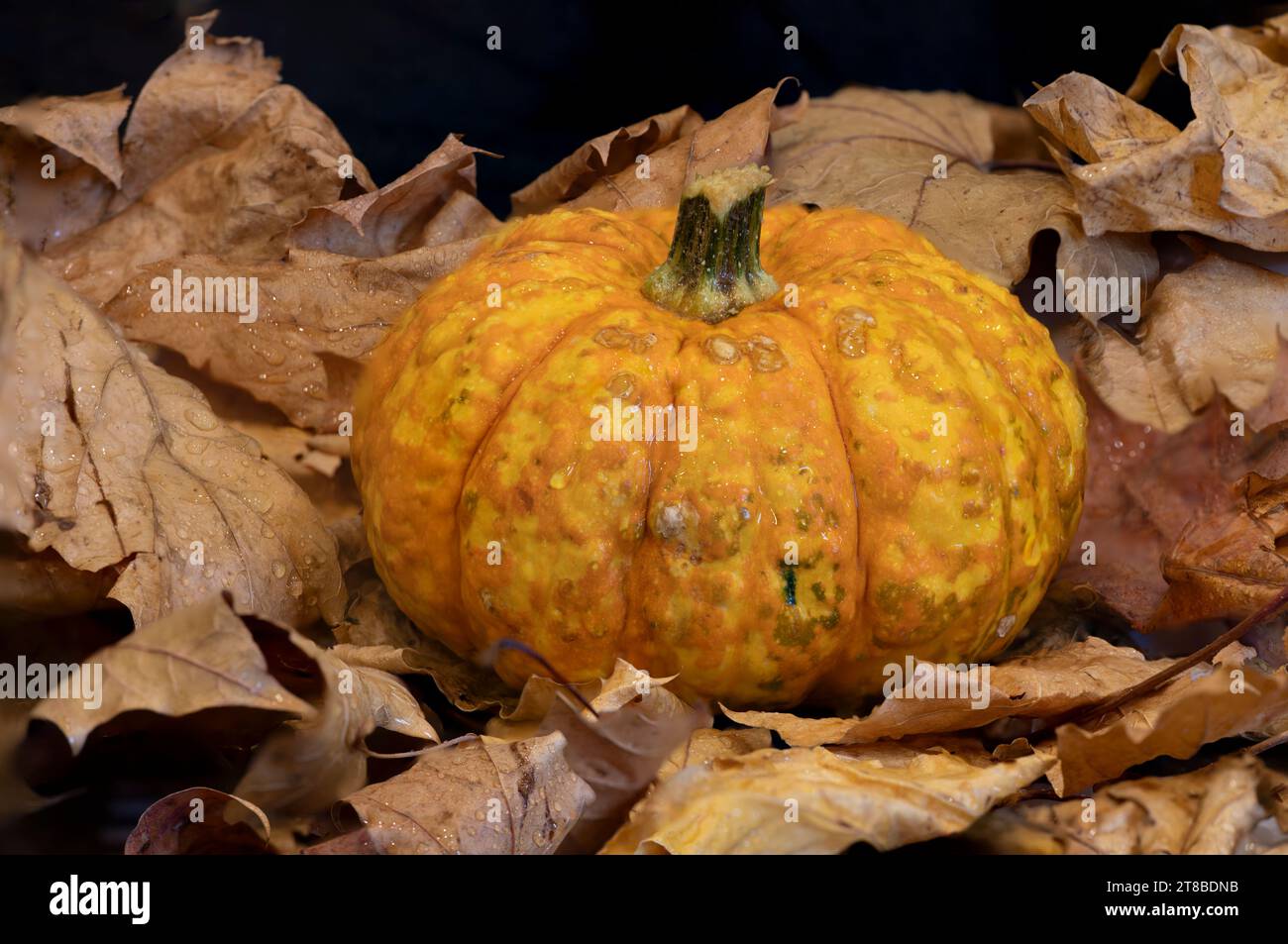 A close up of a jack be little pumpkin. This small pumpkin is on a bed of brown autumnal leaves complete with water droplets Stock Photo