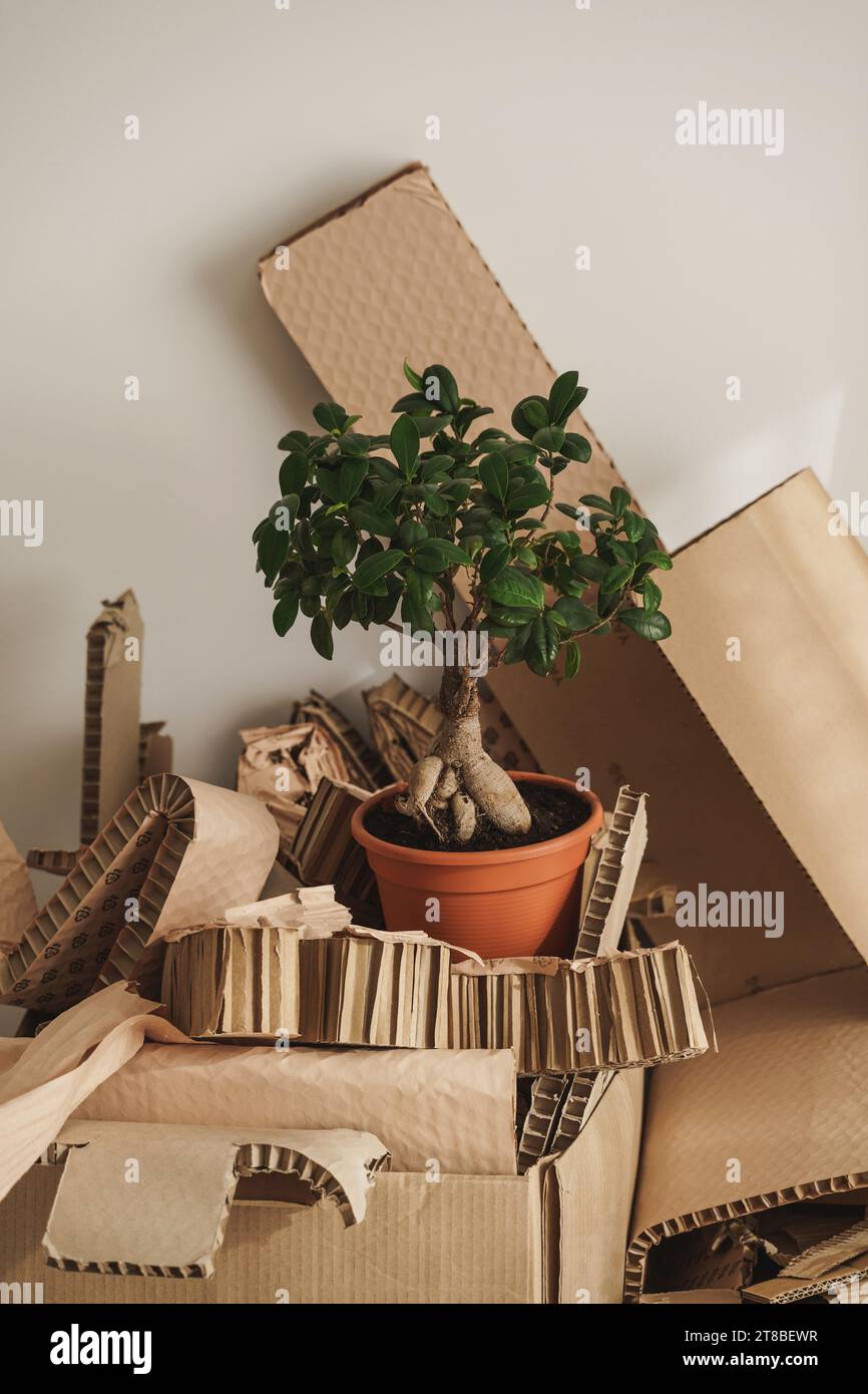 Stack of Cardboard Waste and Ficus potted plant at home. Concepts of ...