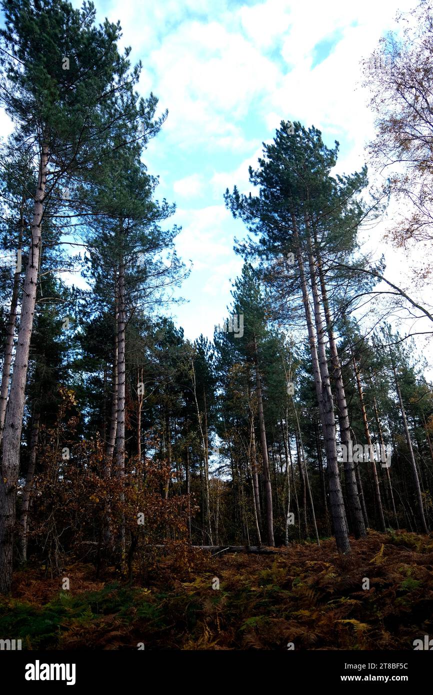 tall scots pine trees in west blean woods nature reserve,kent,uk november 2023 Stock Photo Alamy