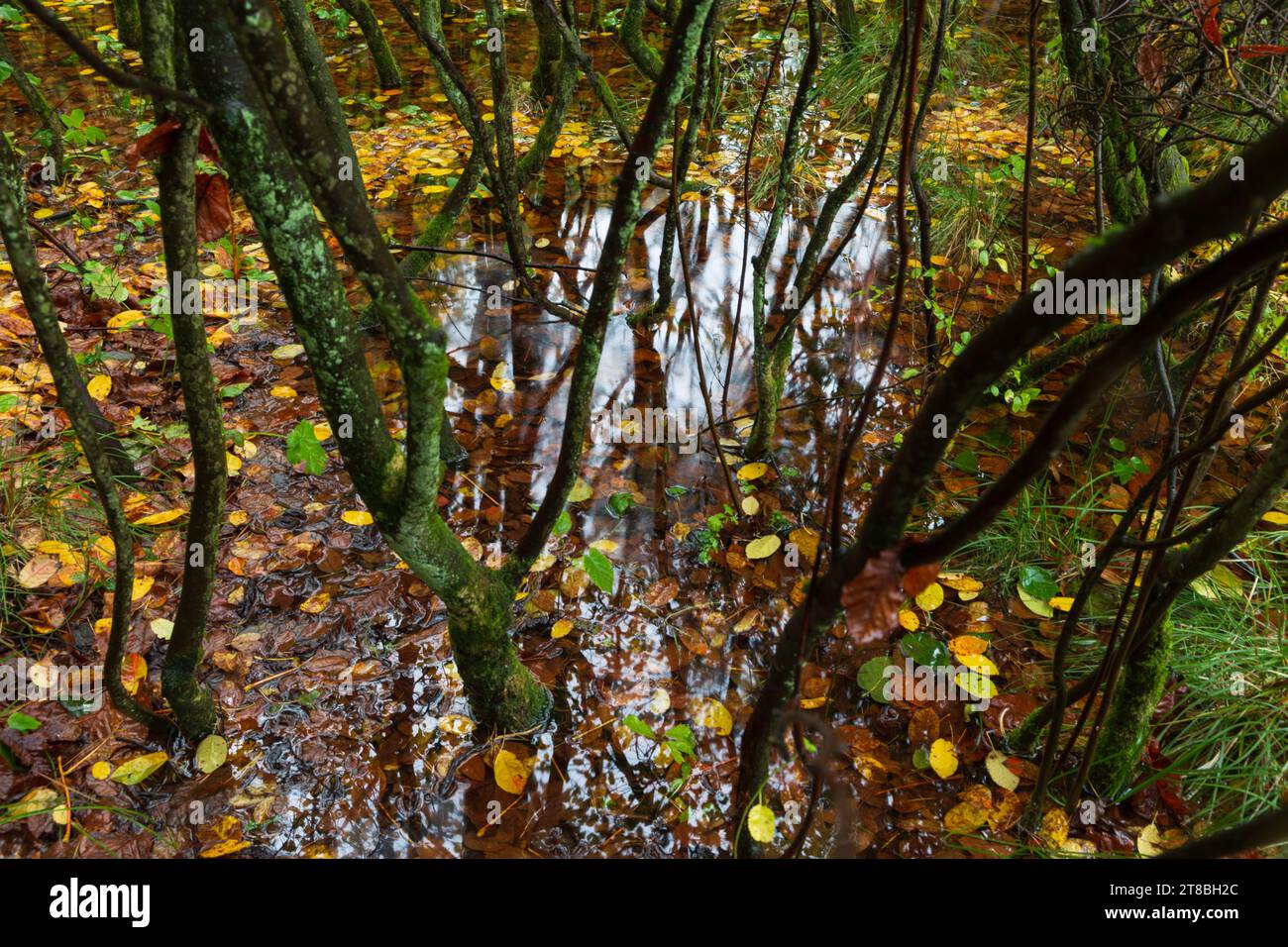 A forest floor submersed under flood water in Scotland in autumn. Stock Photo