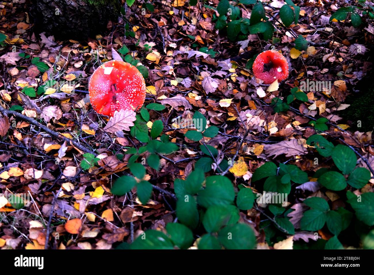 the ruby red cap of the boletus rubellus wild mushroom in west blean and thornden woods nature reserve,kent,uk Stock Photo