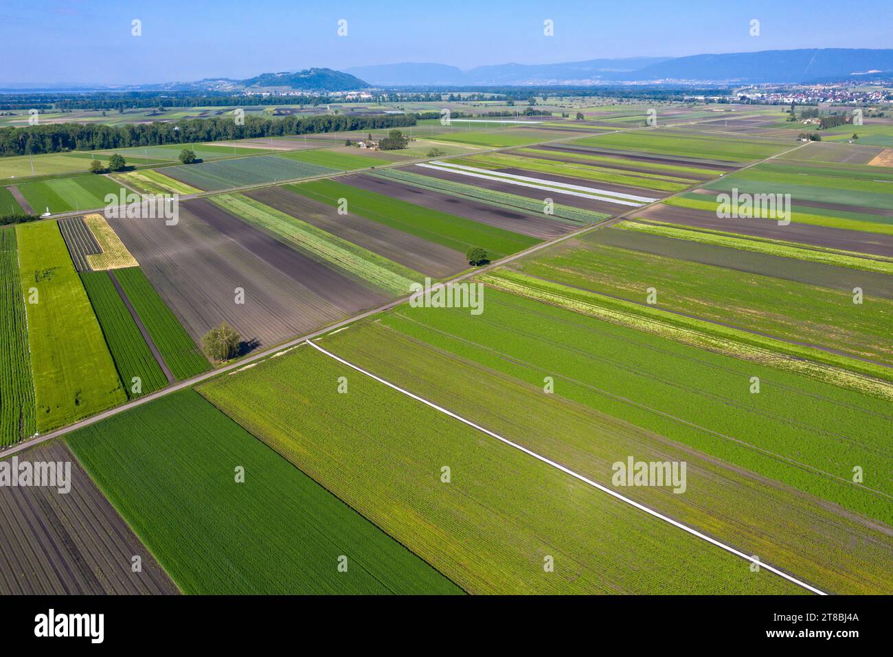 Cropland for the cultivation of vegetables in the vegetable growing area Seeland - Grosse Moos, Kerzers, canton of Fribourg, Switzerland Stock Photo
