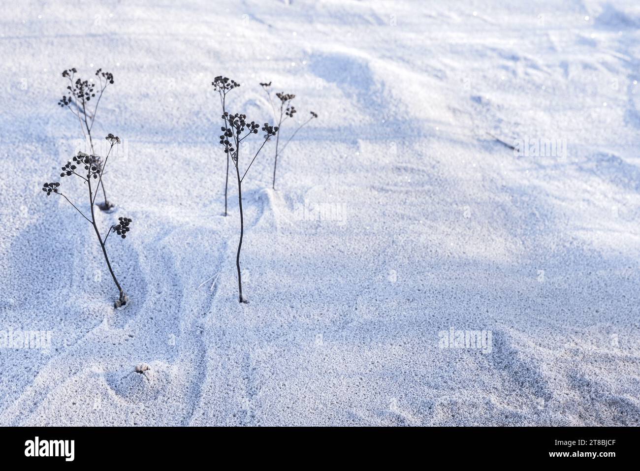 Winter background with frozen flowers and snow field, close up photo
