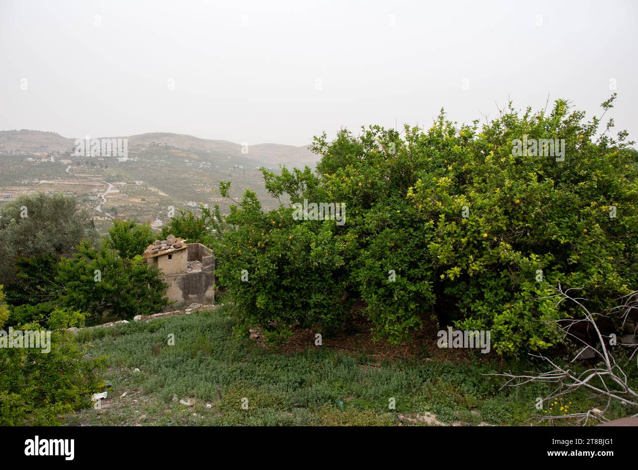 West Bank, Palestine Stock Photo Alamy