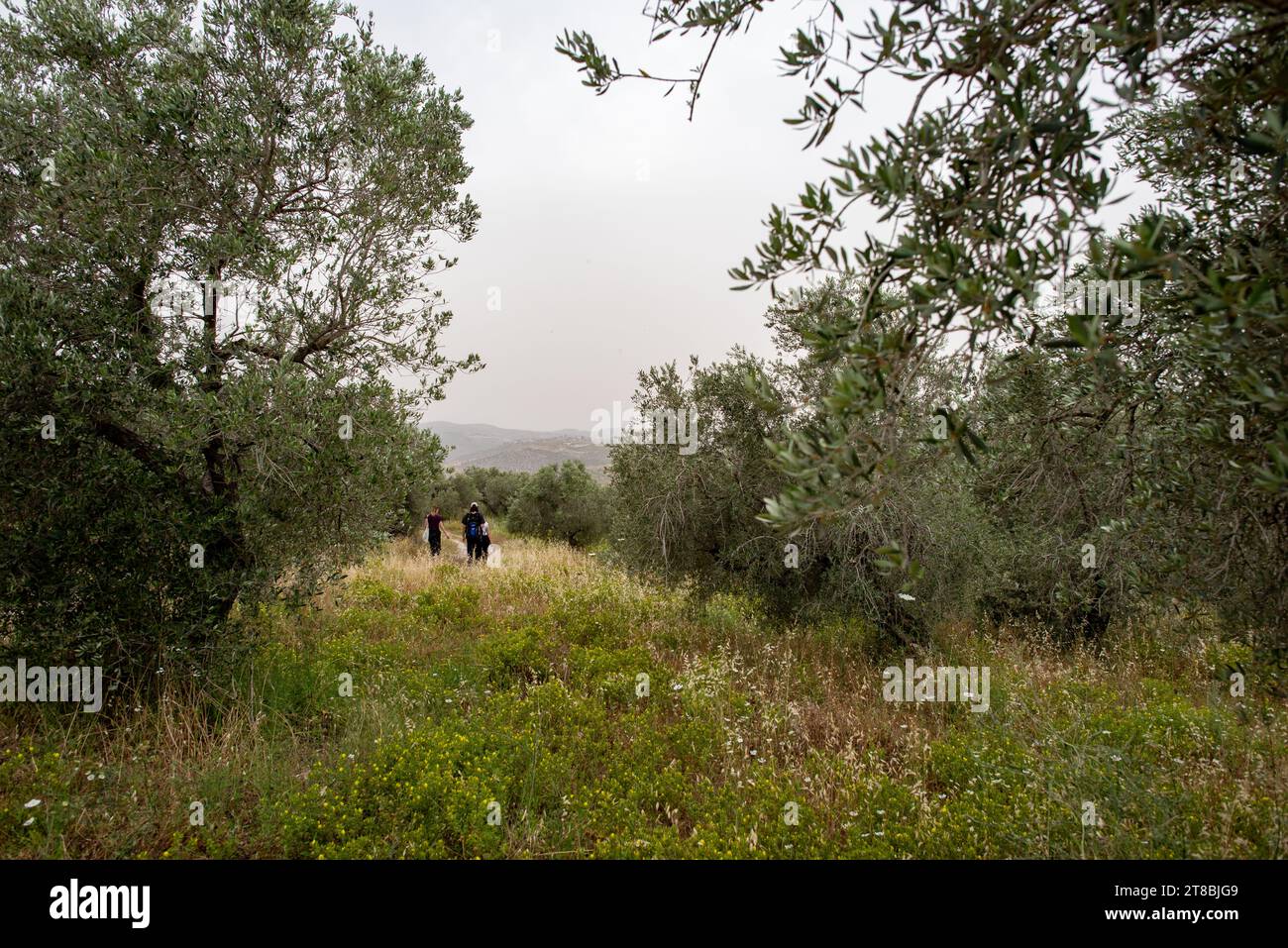 West Bank, Palestine Stock Photo Alamy