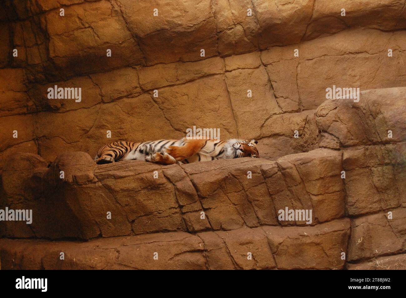 Lion and tiger at the ZOO in London Stock Photo