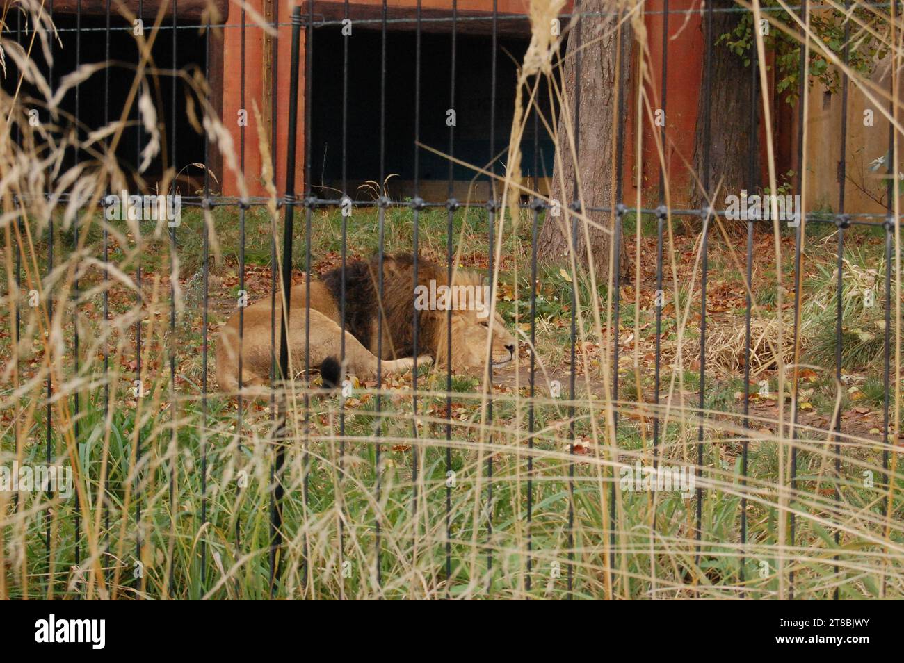 Lion and tiger at the ZOO in London Stock Photo