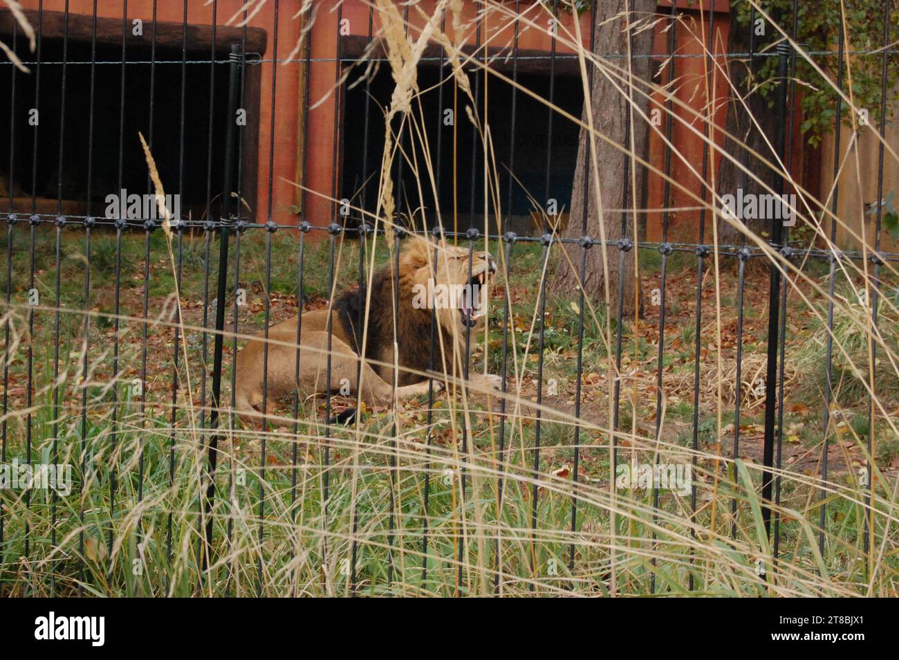 Lion and tiger at the ZOO in London Stock Photo