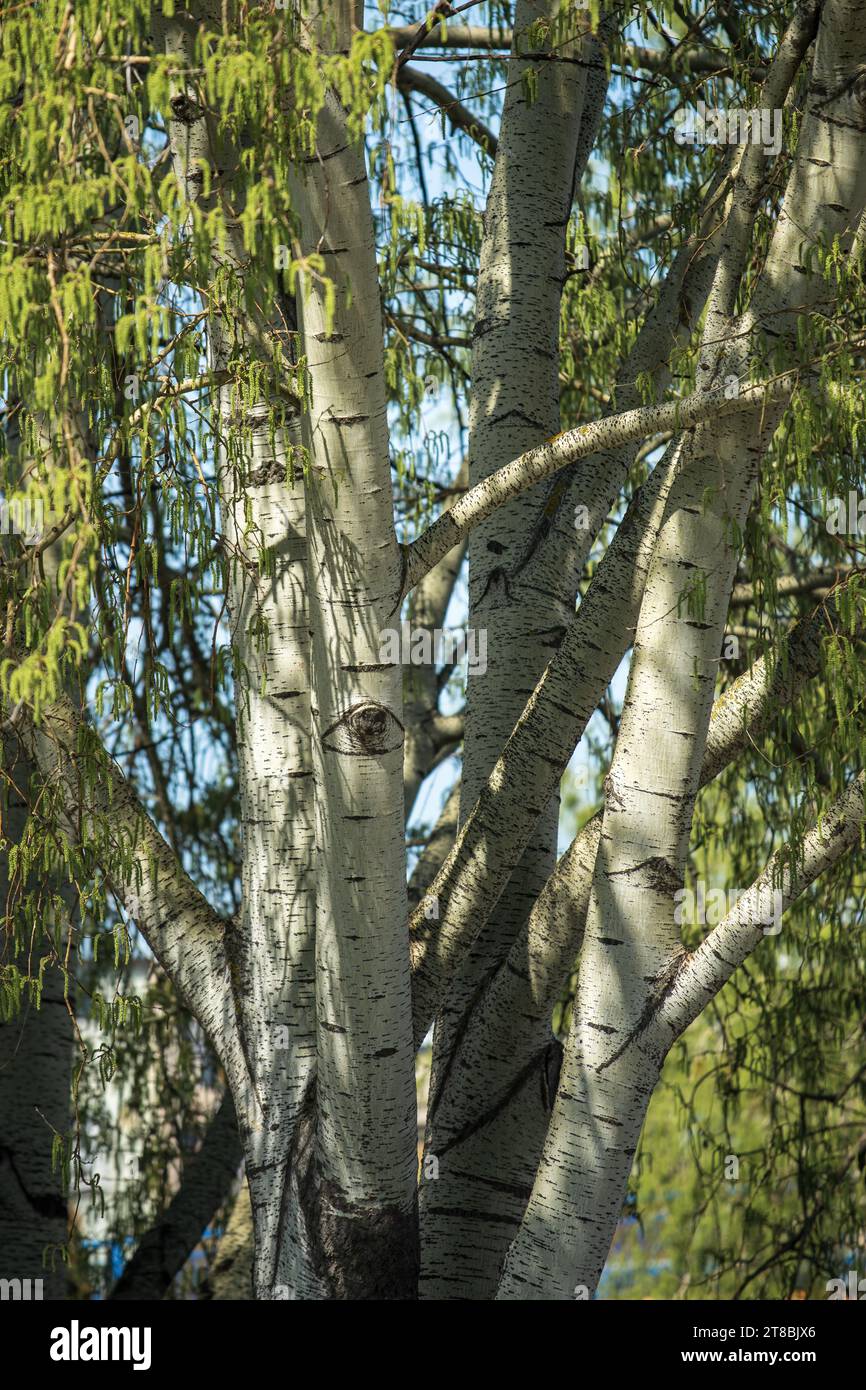 White poplar (Populus alba) tree in spring, selective focus Stock Photo