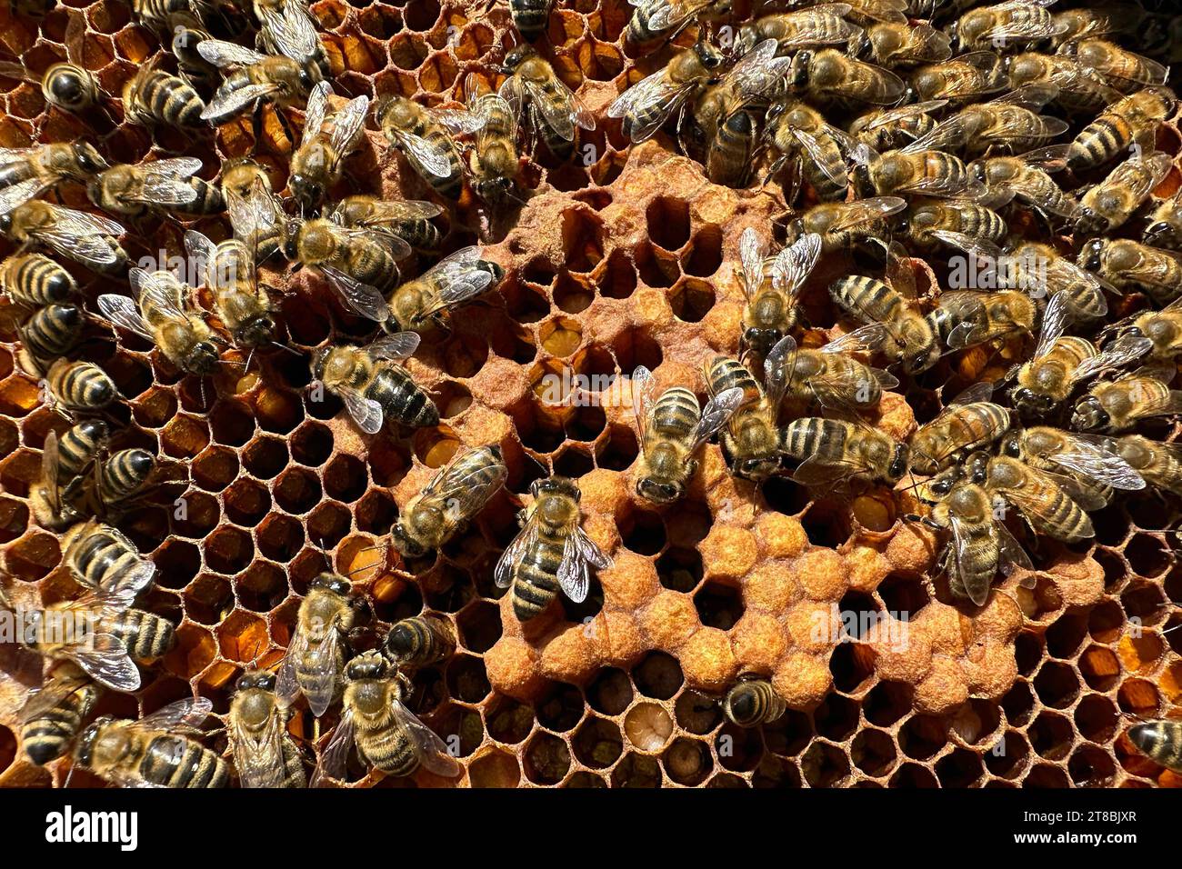 16.09.2023, Neuenhagen, Brandenburg, GER - Honigbienen auf einer Wabe mit Brutzellen. Agrarwirtschaft, Apis, Apis mellifera, Arbeitsbienen, aussen, Aussenaufnahme, Bienenkunde, Bienenlarven, Bienenstaat, Bienenvolk, Bienenwabe, Bienenzucht, Biologie, Brandenburg, Brut, Brutpflege, Brutwabe, Brutzellen, deutsch, Deutschland, Draufsicht, Europa, europaeisch, Fauna, Fluginsekten, Honigbienen, Insekten, Jahreszeit, Larven, Natur, Neuenhagen, niemand, QF, Querformat, Sommer, Stockbienen, Tiere, verdeckelt, Vogelperspektive, Wabe, Westeuropa, Wirtschaft, Zellen 230916D819NEUENHAGEN.JPG *** 16 09 202 Stock Photo