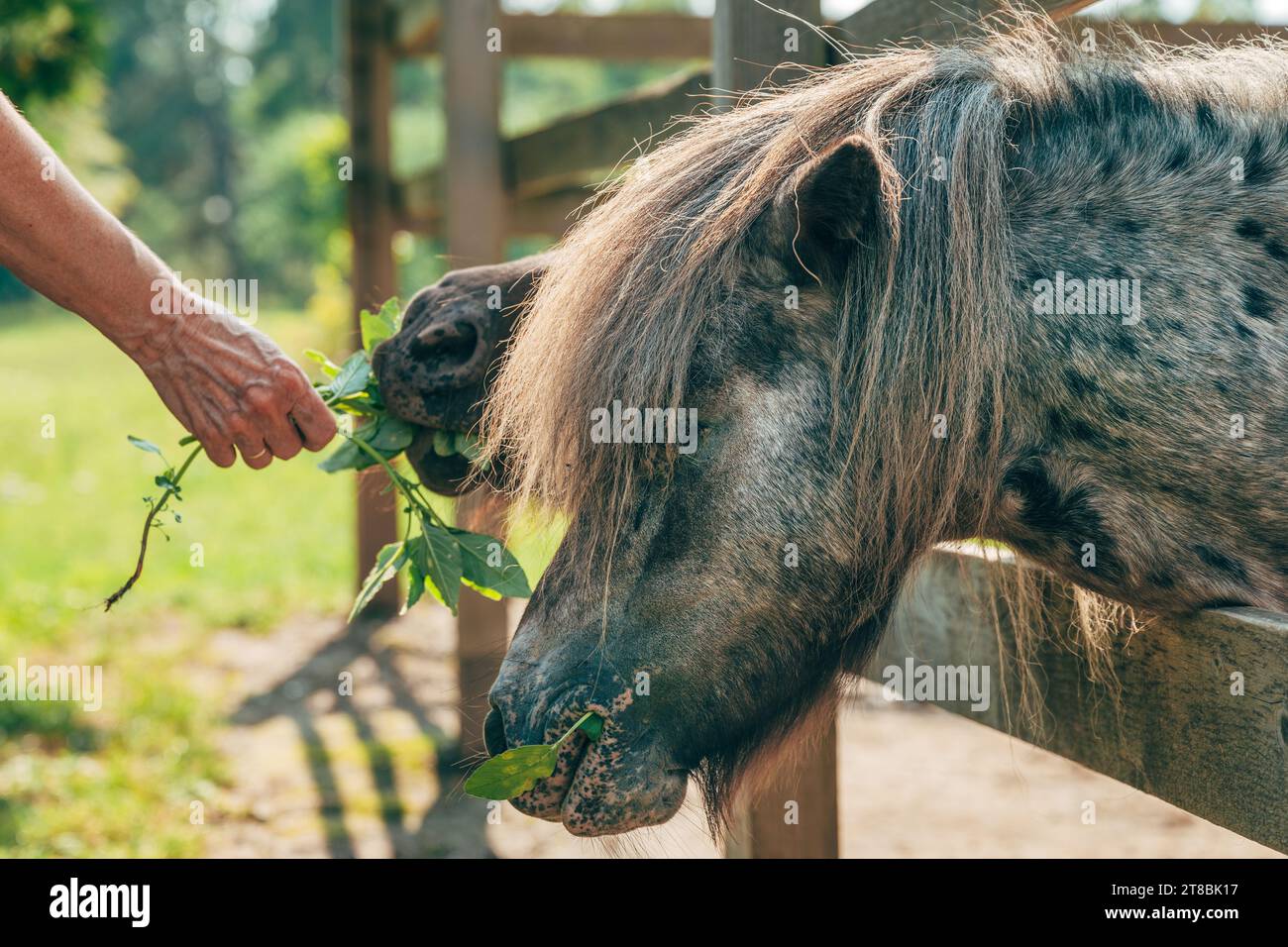 Feeding shetland pony horses at farm barn, close up of female hand feeding animals with lush grass, selective focus Stock Photo