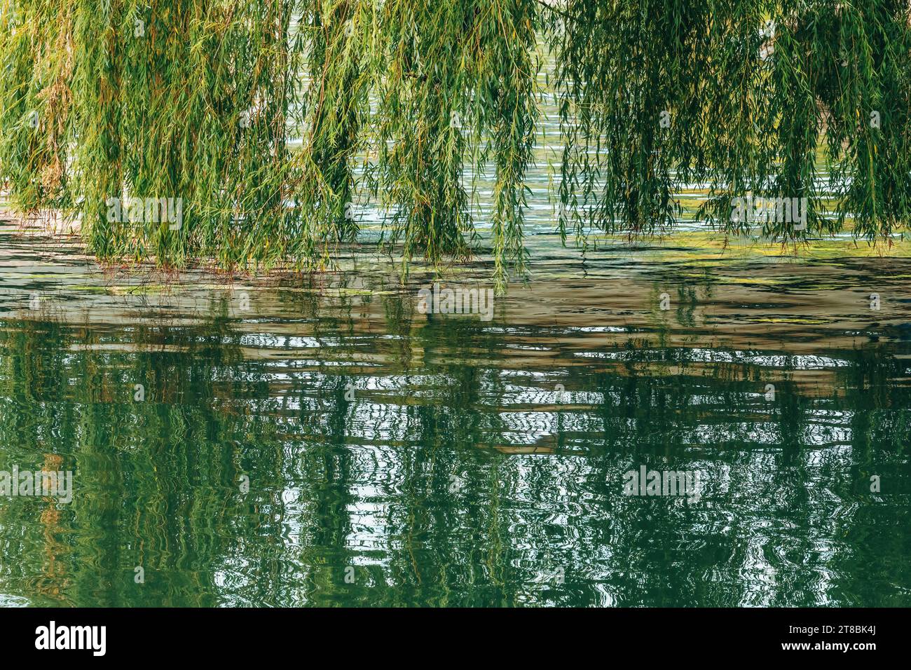 Weeping willow branches above the river water surface, selective focus ...