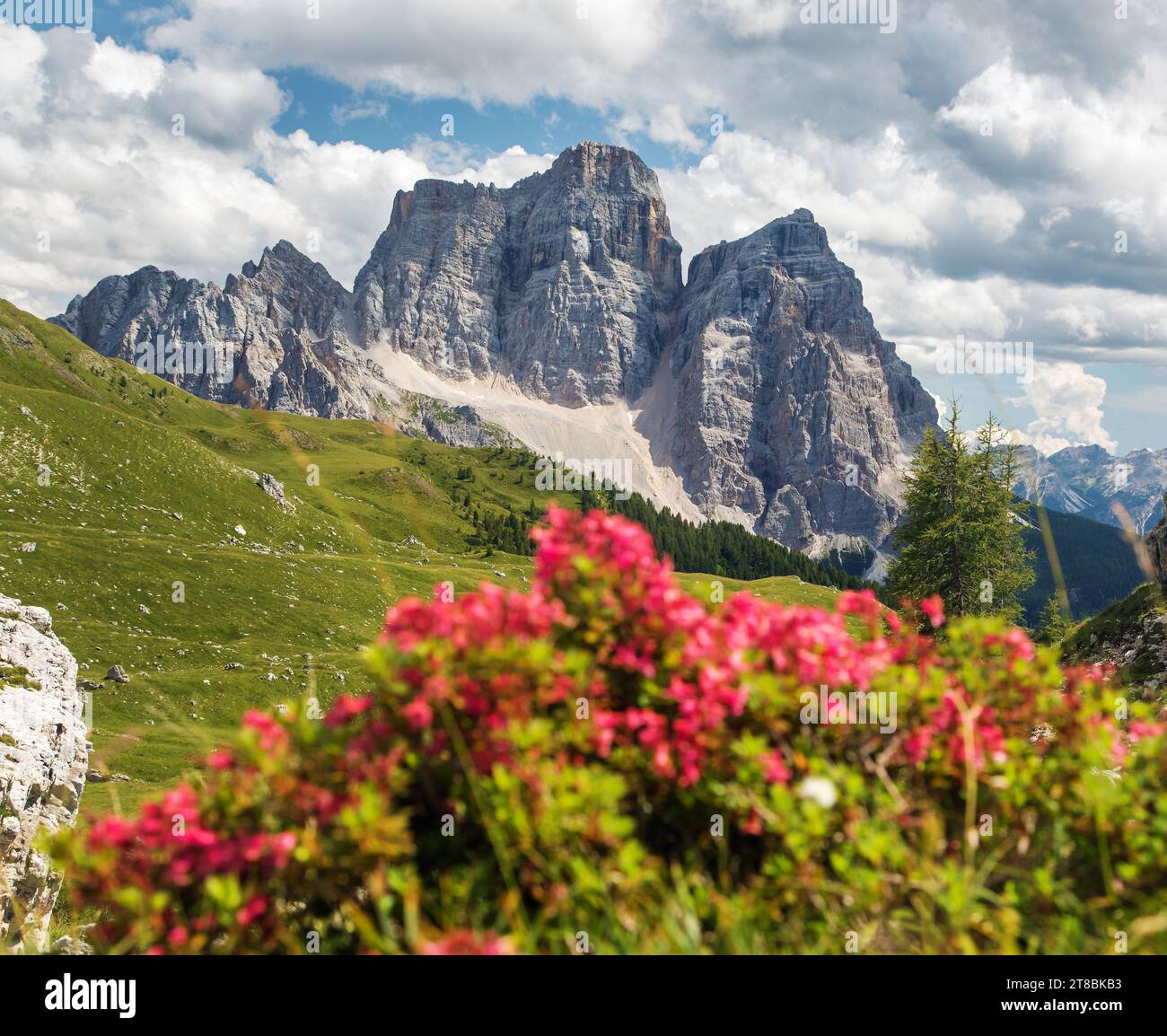 Mount Pelmo, view of Monte Pelmo red mountain flowers, South Tyrol, Alps Dolomites mountains, Italy Europe Stock Photo