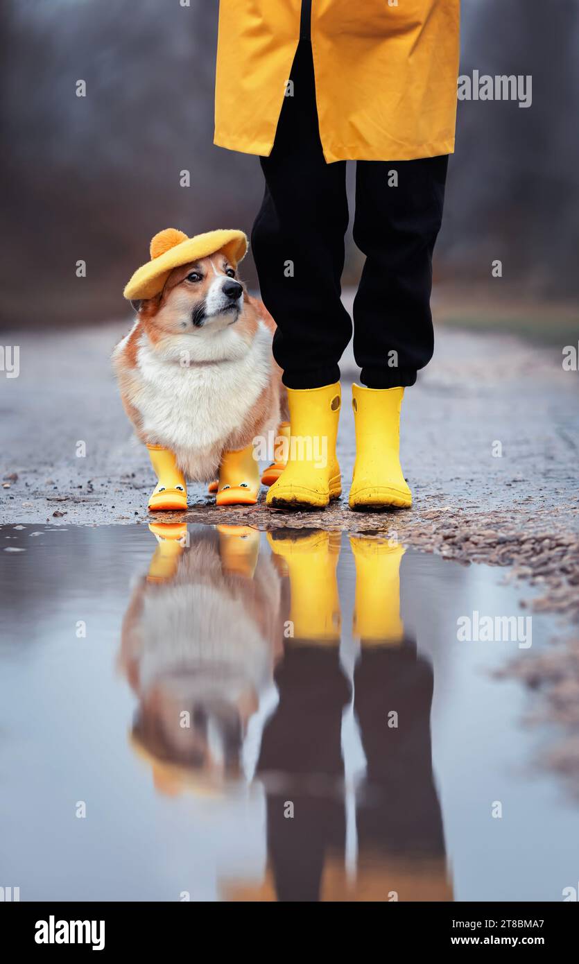 Mirror reflection mirror puppy hi-res stock photography and images - Alamy