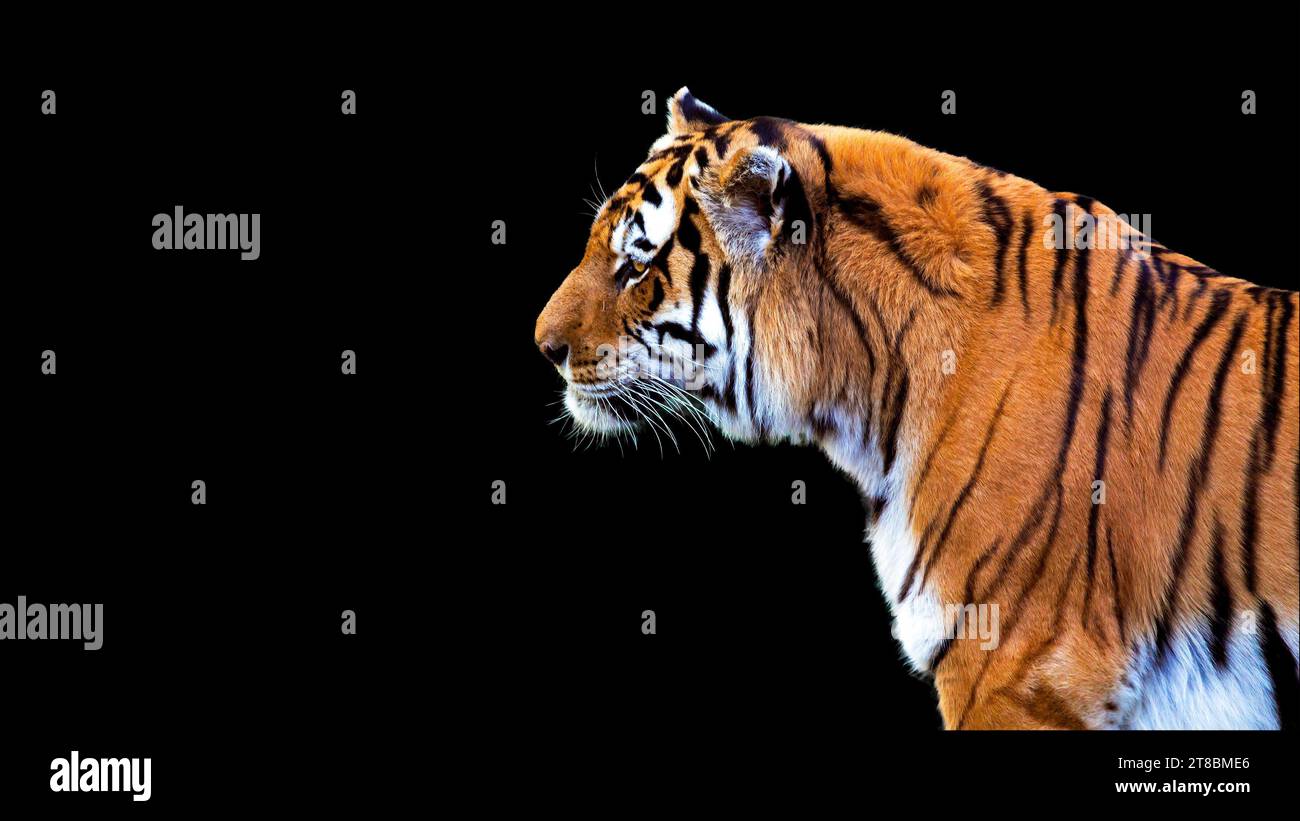 Tiger portrait in profile isolated on black background Stock Photo