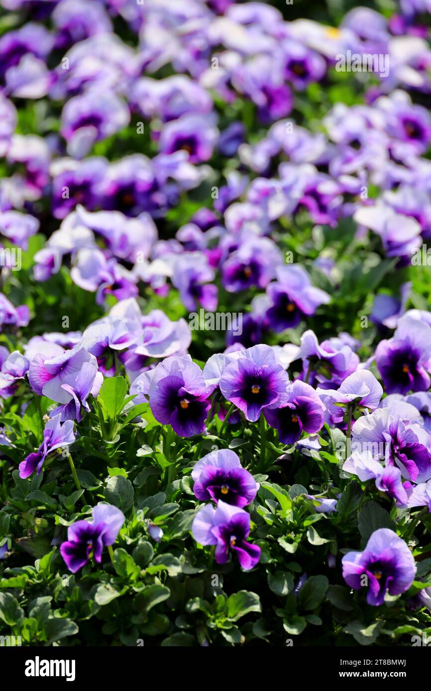 Purple viola flowers blooming in the winter sunshine Stock Photo