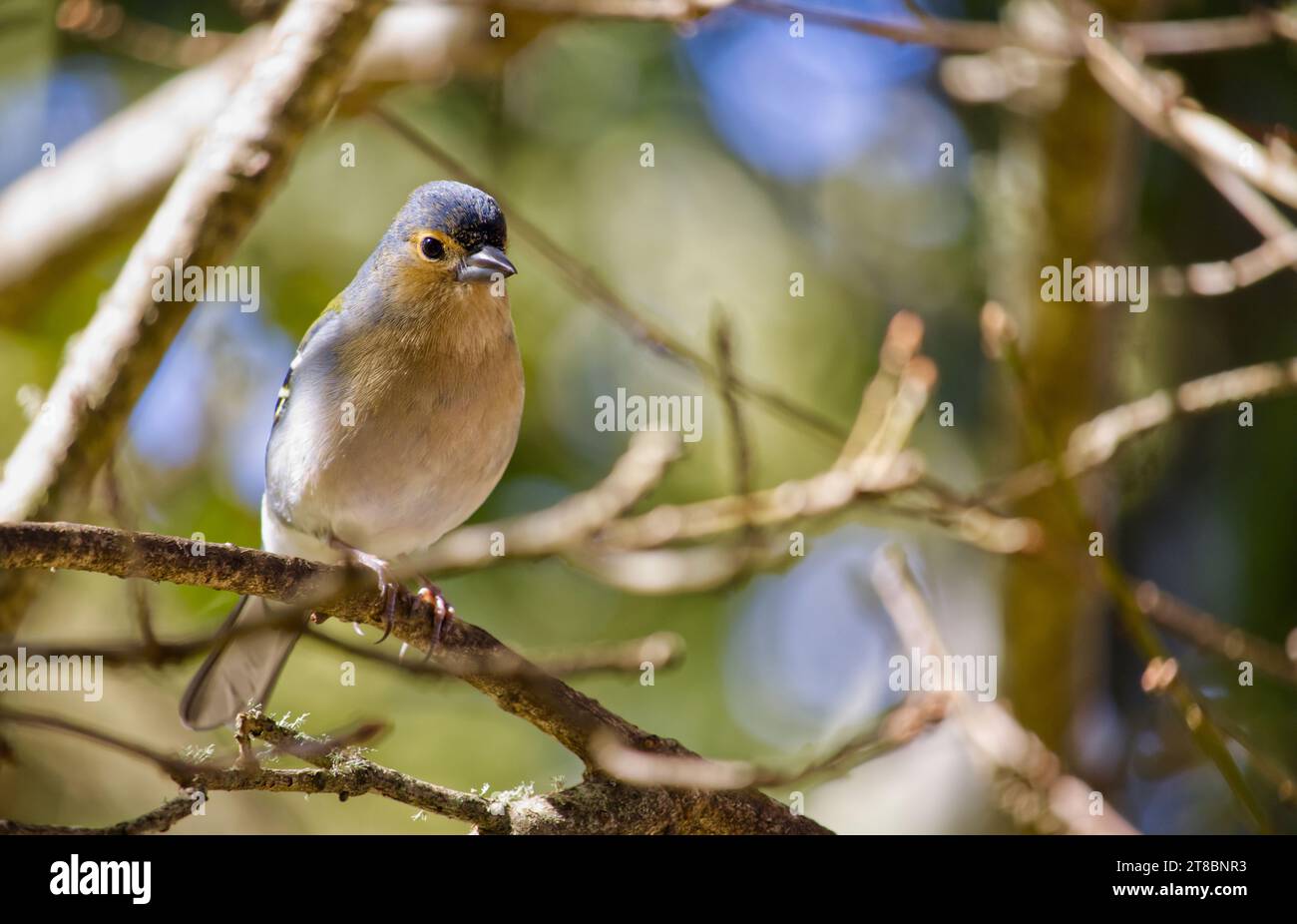 Eurasian Chaffinch watching from a tree branch Stock Photo