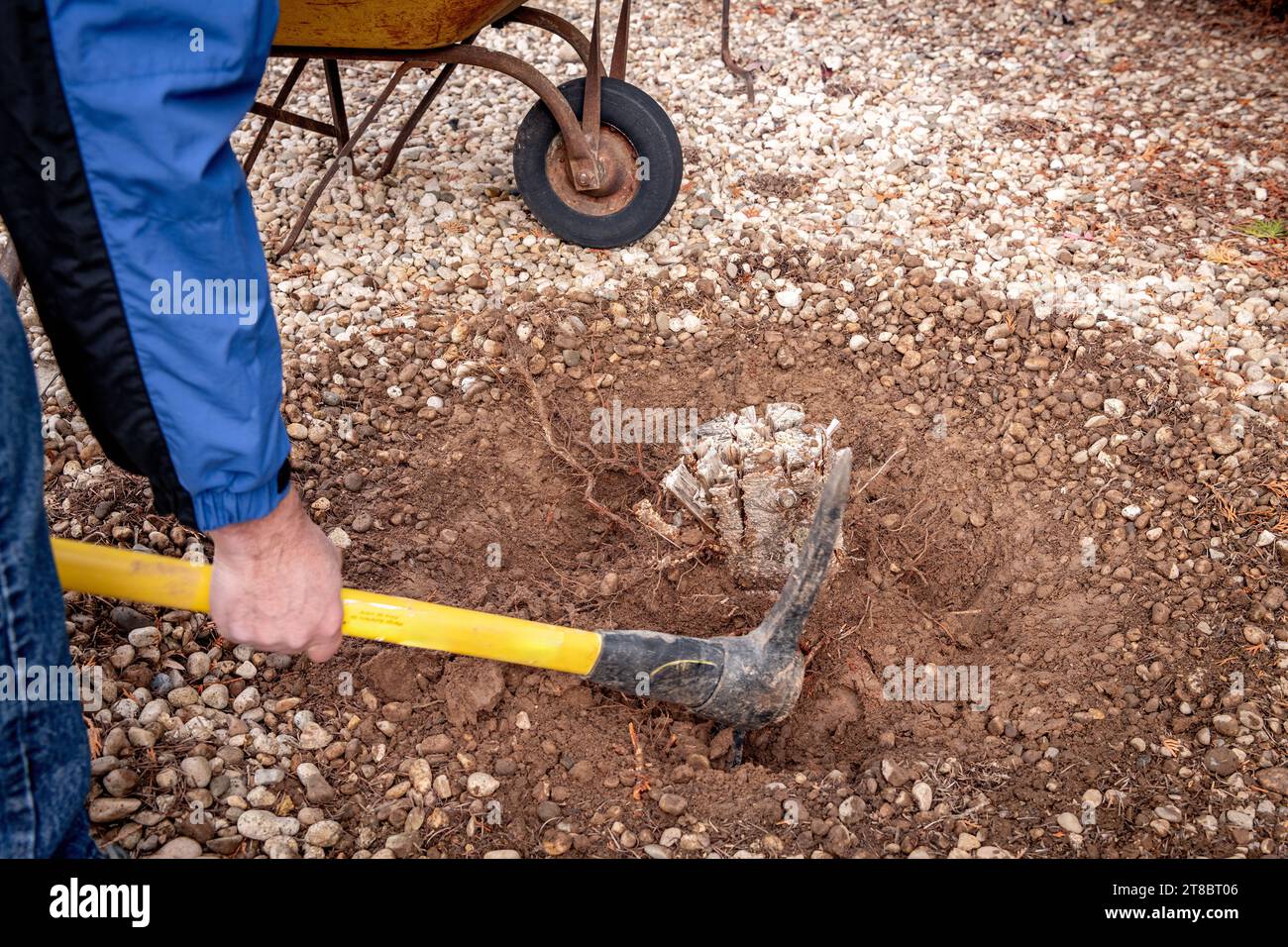 Yard worker uses a pick to dig out a stump Stock Photo