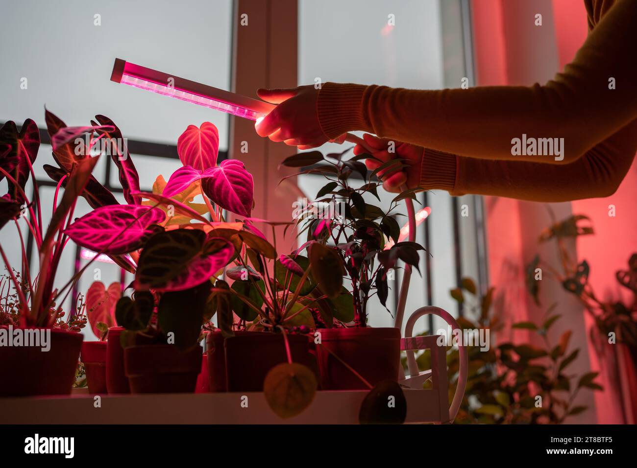 Female installing LED purple pink lamp for supplementary lighting of indoor plant in winter at