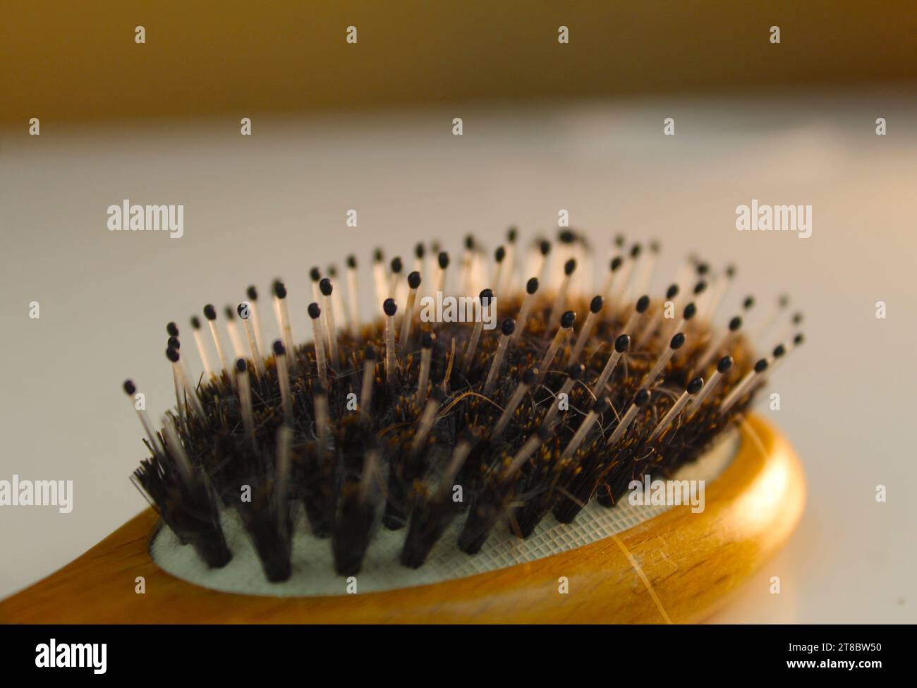 A close up photo of the bristles and strands of hair on a hairbrush on a desk. Stock Photo