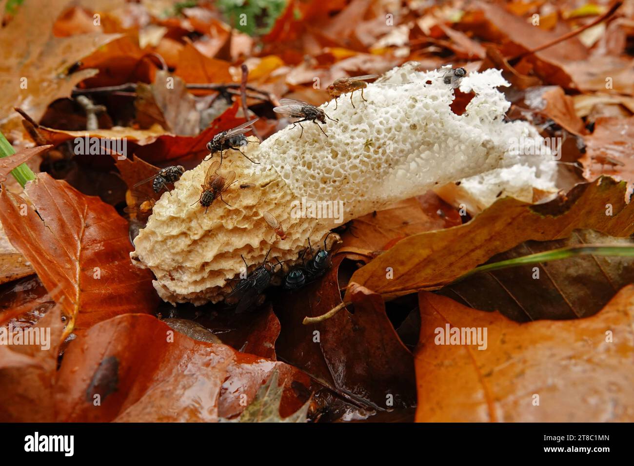 Natural closeup on a common stinkhorn mushroom, Phallus impudicus with various different flies walking on it Stock Photo