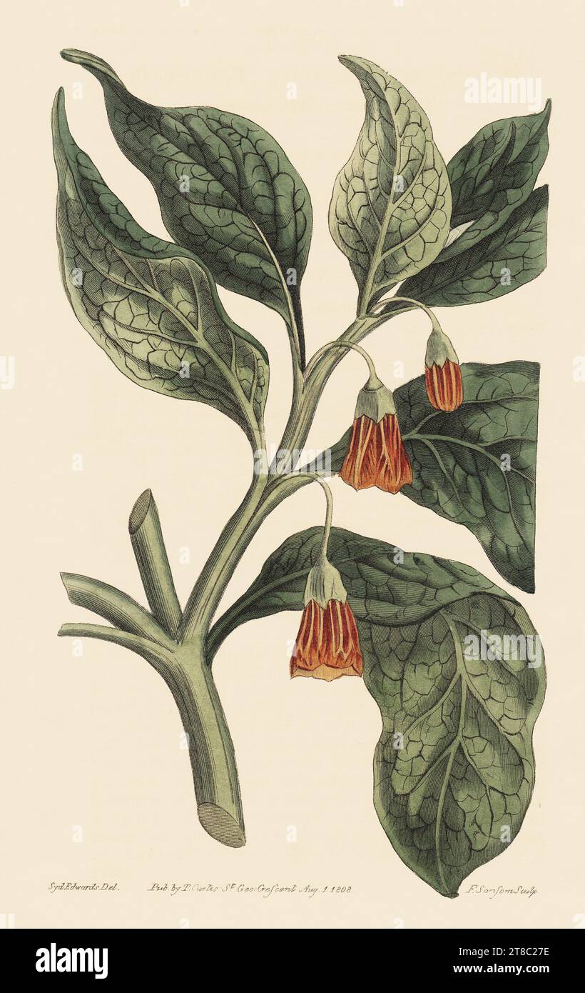 Scopolia carniolica 'Scopolia' - Original hand-coloured engraving, Curtis's Botanical Magazine Stock Photo