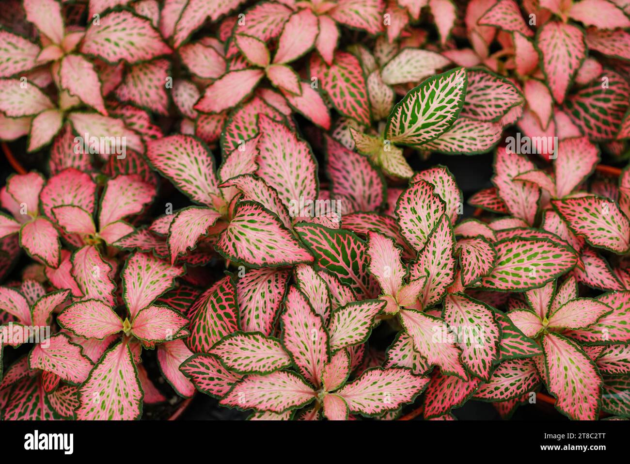 Closeup on a colorful cluster of pink colored indoor nerve plants, Fittonia argyroneura Stock Photo