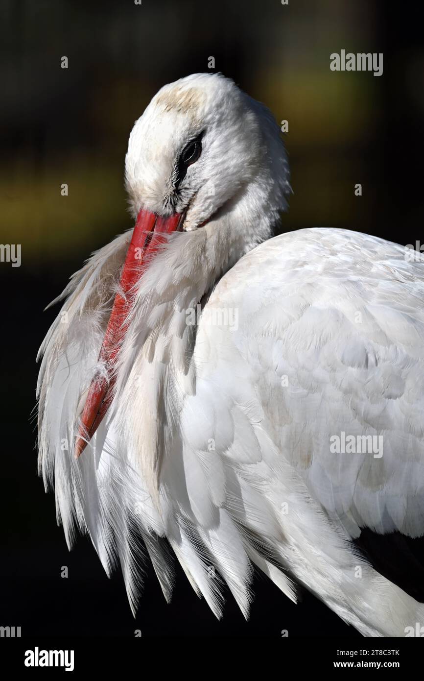 Portrait of a white stork preening its feathers in sunlight on Margaret ...