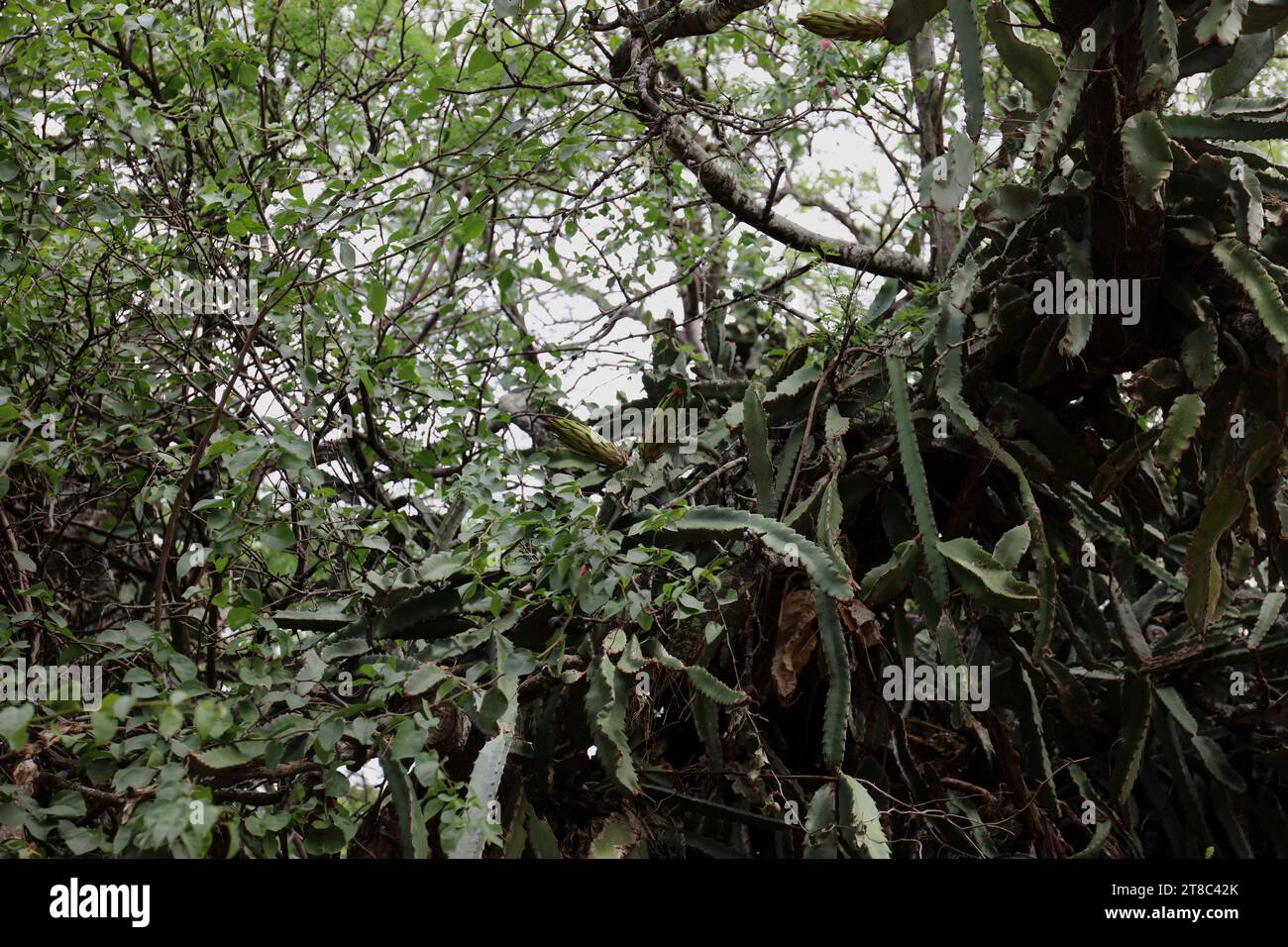 Two, large flower buds on a Dragon's Fruit Cacti growing on a fallen