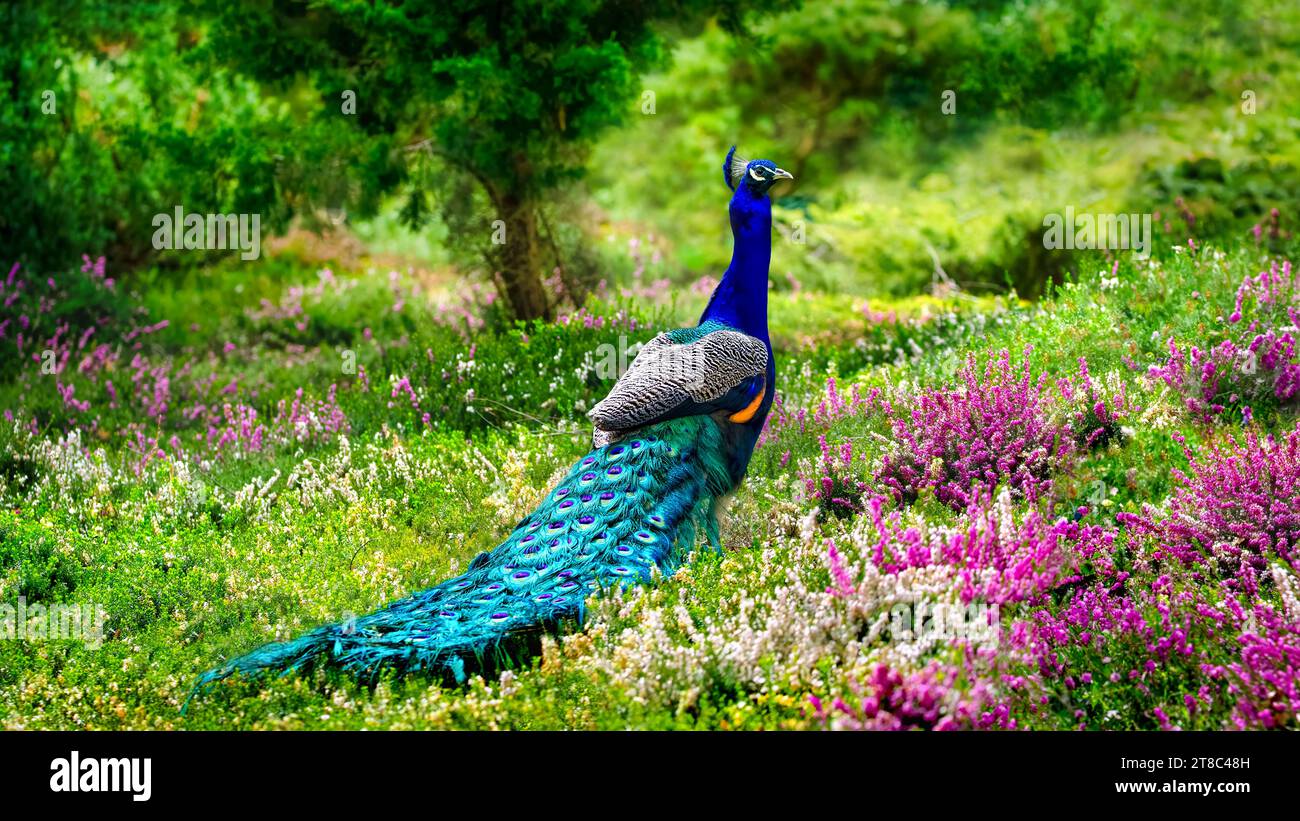 The back-view of a peacock in  alush green garden full of erica or heath (Pavo Cristatus), 16:9 Stock Photo