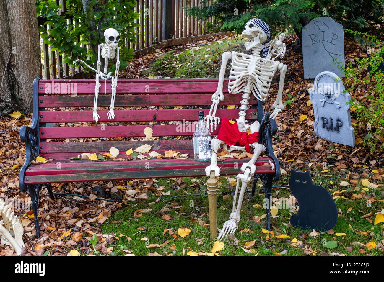Pirate skeleton front yard halloween decorations Stock Photo