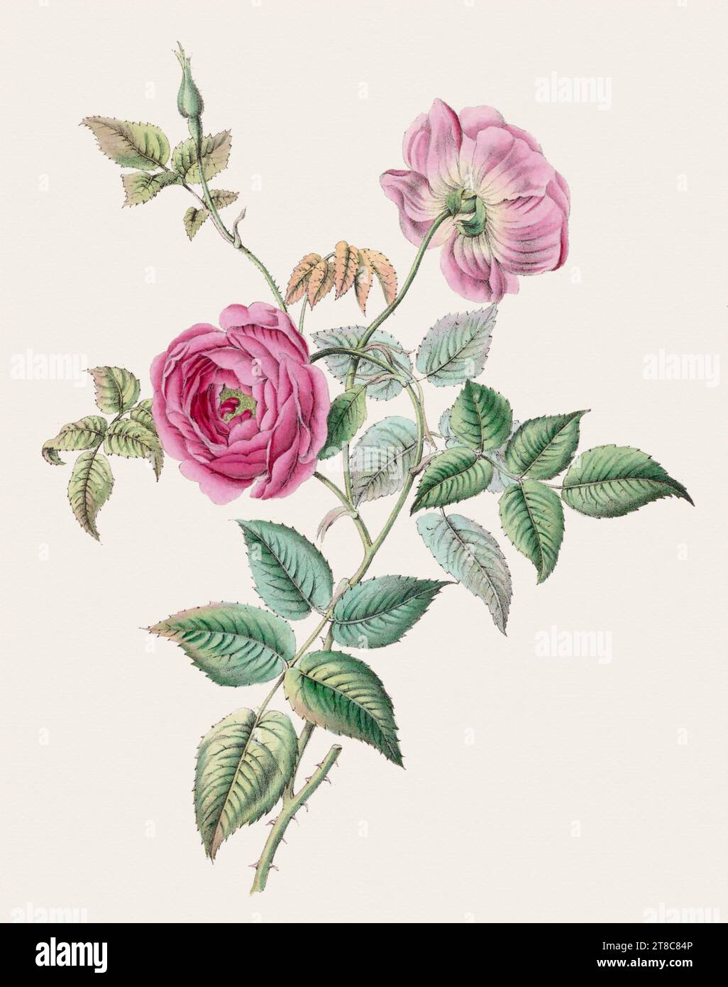 Vintage flower illustration. 19th-century book illustration: Exquisite watercolor depiction of delicate blooming flowers. Circa 1845 Stock Photo
