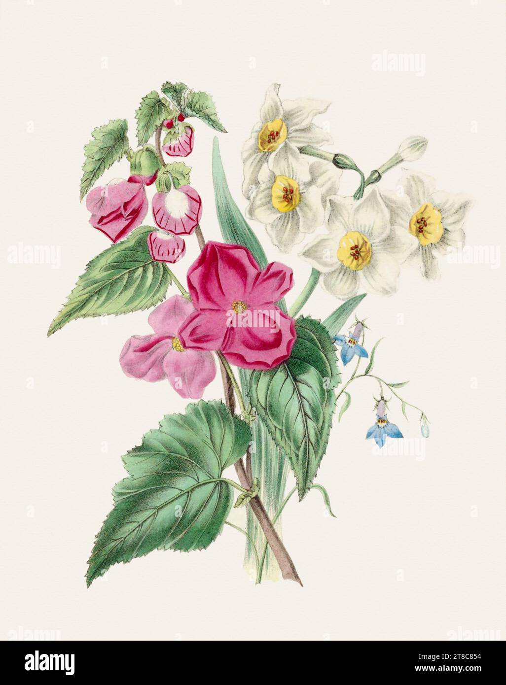 Beautiful bouquet of flowers. 19th-century book illustration: Exquisite watercolor depiction of delicate blooming flowers. Circa 1845 Stock Photo