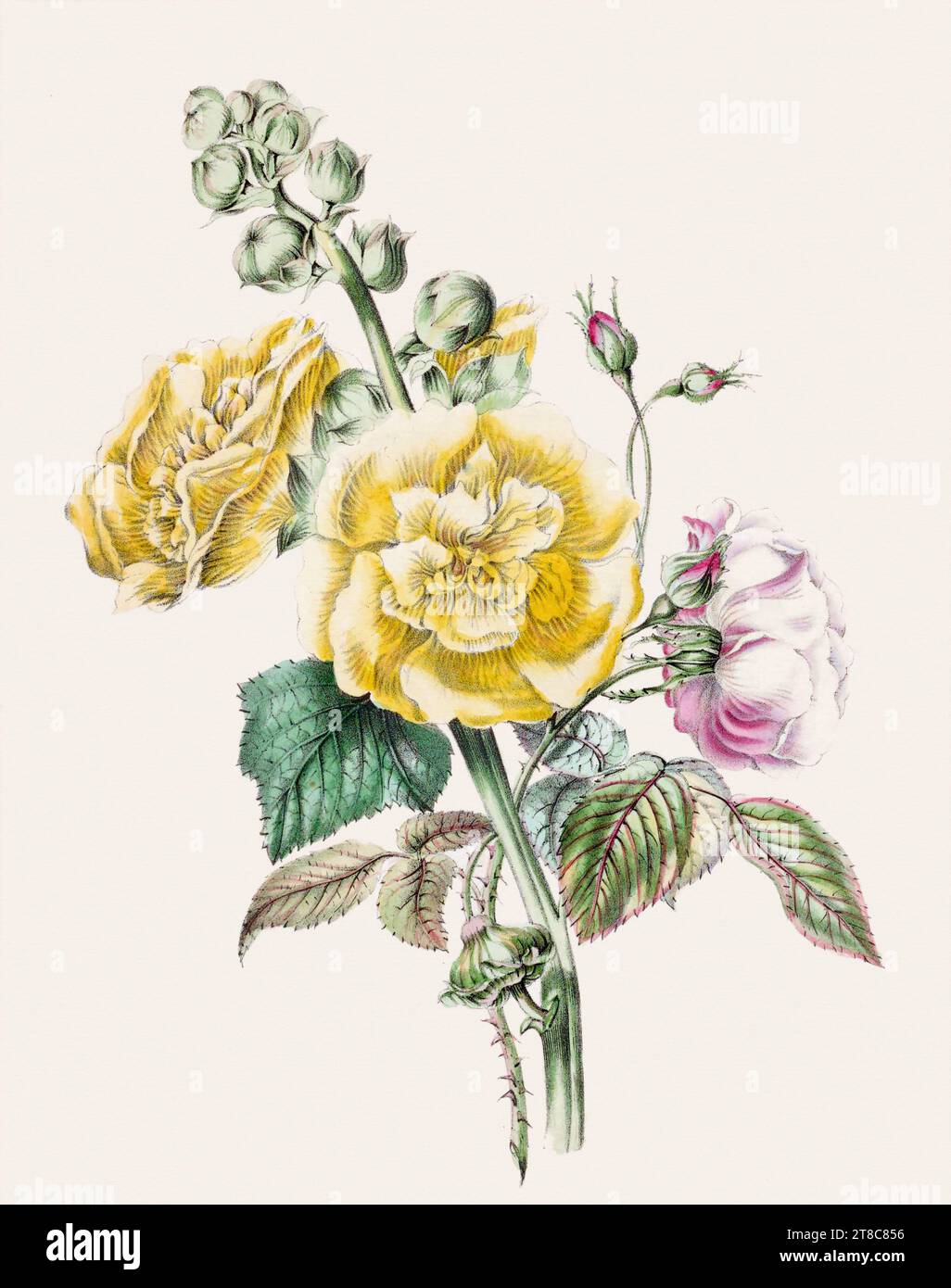 Beautiful bouquet of flowers. 19th-century book illustration: Exquisite watercolor depiction of delicate blooming flowers. Circa 1845 Stock Photo